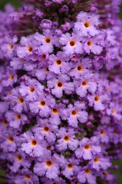 Buddleja Little Lila 
